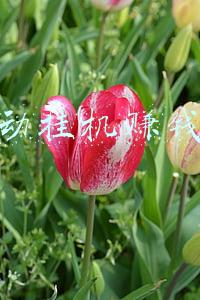 全自动挂机赚钱软件
