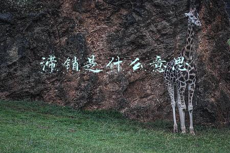 滞销是什么意思 滞销是什么意思
