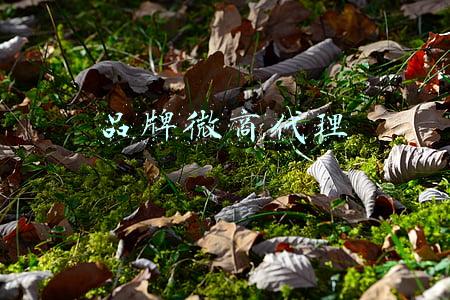 微商代理商(交3.8万成微商总代理，却被强买强卖！抗议后反被踢出群……)