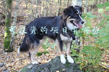 可投资的项目有哪些