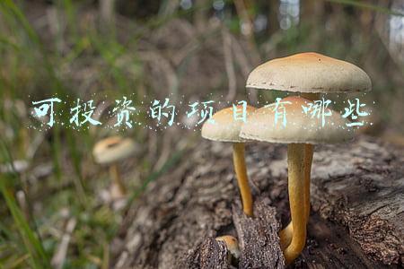 可投资的项目有哪些 可投资的项目有哪些
