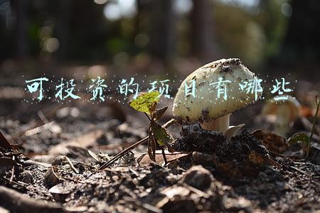 可投资的项目有哪些