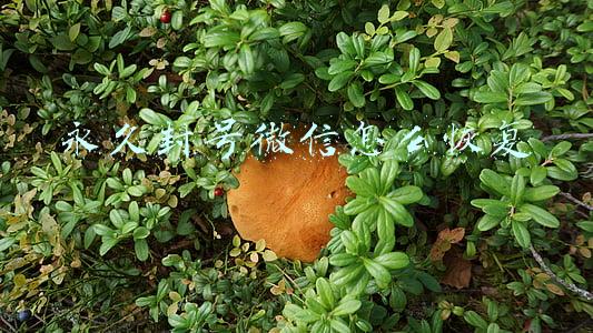 永久封号微信怎么恢复哪里能解(微信永久封号怎么办，现在可以解封了)