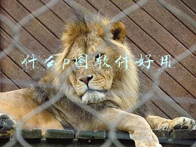 什么p图软件好用