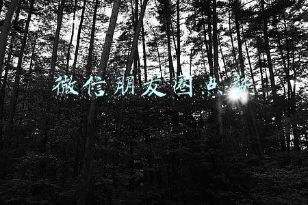 微信朋友圈点赞