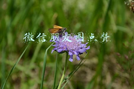 微信朋友圈点赞
