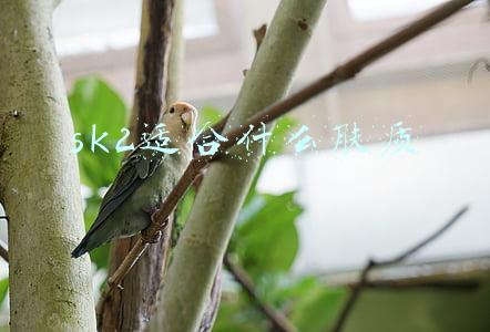 sk2适合什么肤质