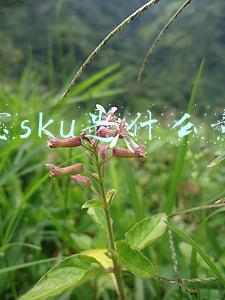 淘宝sku是什么意思