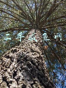 二手咸鱼网流光飞舞(散文｜莫测：热闹的微信群)