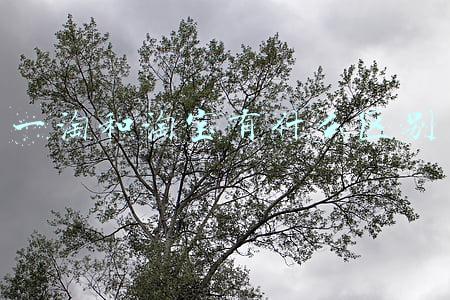 一淘和淘宝有什么区别