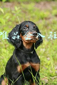 唯品会入驻 唯品会入驻