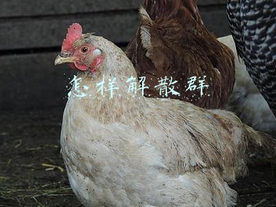 怎样解散群