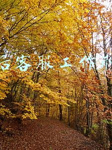 电商售后客服工作职责(淘宝天猫拼多多京东快手唯品会小红书各电商平台金牌售前售后客服)