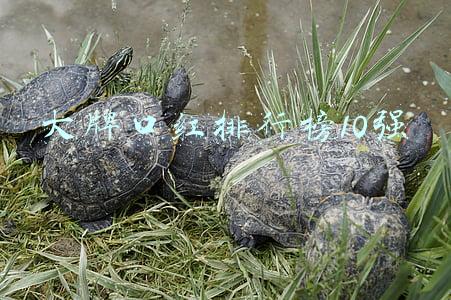 大牌口红排行榜10强