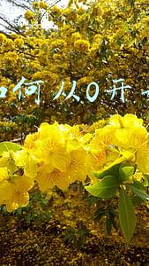新手如何从0开始做直播