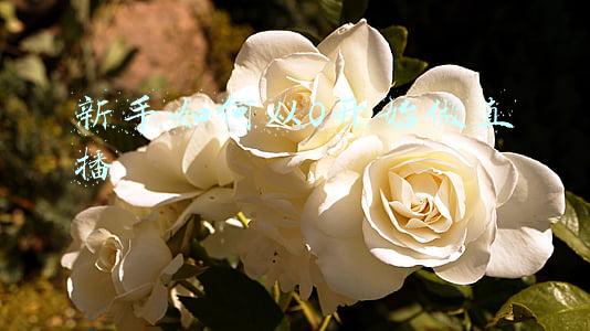 新手如何从0开始做直播 新手如何从0开始做直播