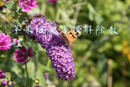 苹果id激活锁解除教程 苹果id激活锁解除教程