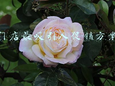 门店最吸引人促销方案