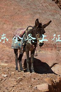 京东金条上征信