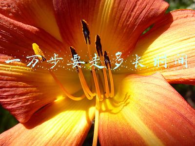一万步要走多长时间