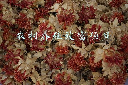 农村养殖致富项目鸭(从“千里牧鸭”到“规模养殖”，再到“花式营销”做精品牌——缙云三代鸭农养鸭记)