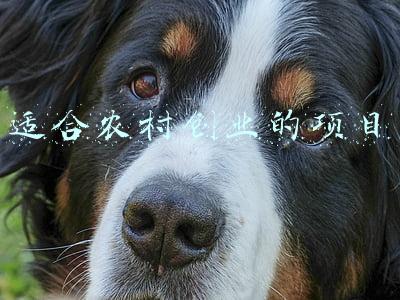 适合农村创业的项目
