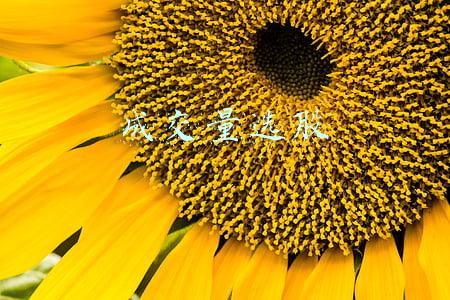 成交量选股