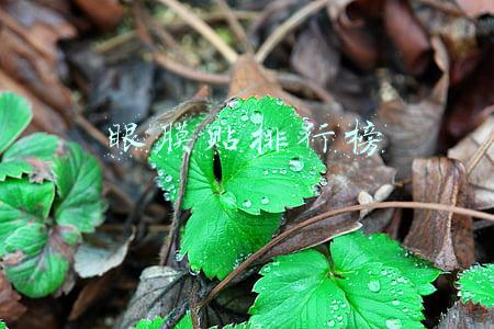 眼膜贴排行榜