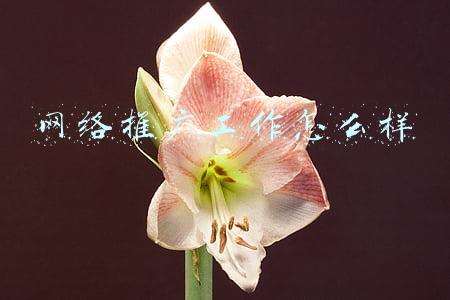 网络推广工作怎么样
