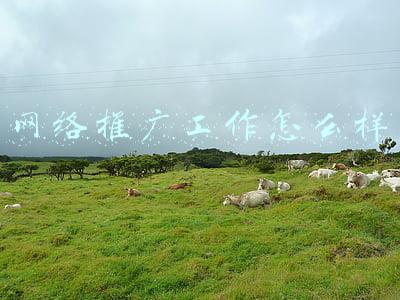 网络推广工作怎么样
