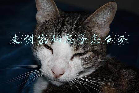 支付密码忘了怎么办