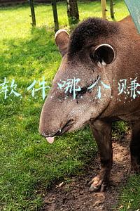 qq赚钱软件哪个赚钱多(搬砖游戏QQ三国 赚?)