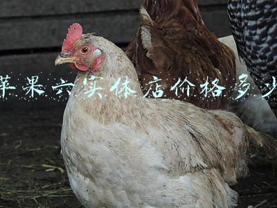 苹果6价格多少钱一台(2020年苹果六S多少钱一台？)