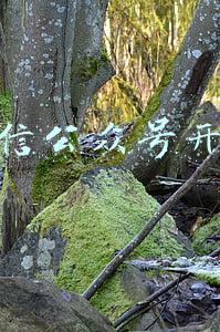 微信公众号开通