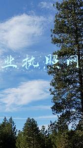 个人营业执照网上注销