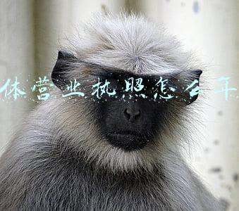 个体营业执照怎么年审