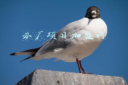 办厂项目加盟网