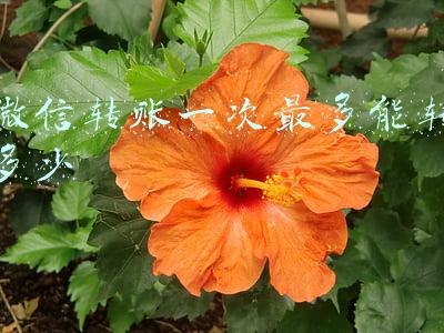 微信转账一次最多能转多少