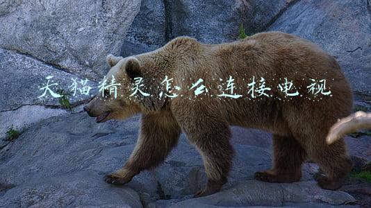 天猫精灵怎么连接电视