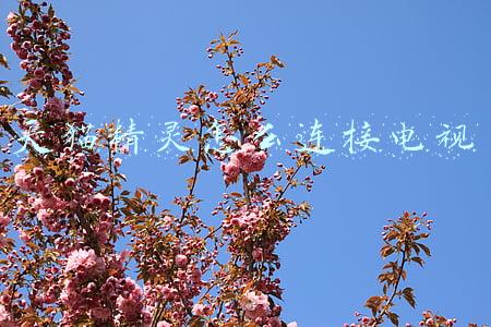 天猫精灵怎么连接电视蓝牙(天猫精灵怎么添加空调)