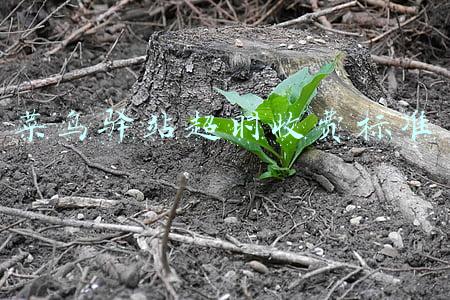 菜鸟驿站超时收费标准2021(一个菜鸟驿站到底能挣到多少米)