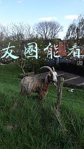 微信朋友圈能看到访客记录吗