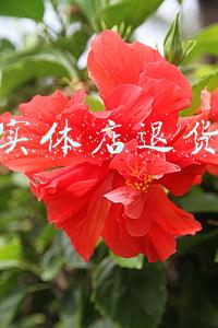 手机实体店退货技巧