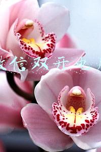 微信双开电脑