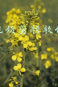 新手视频剪辑软件哪个好