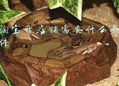 淘宝开店铺需要什么条件