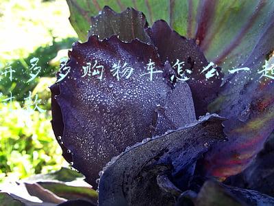 拼多多购物车怎么一起付款
