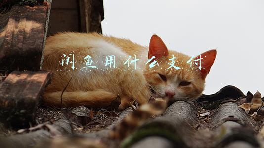 闲鱼用什么支付