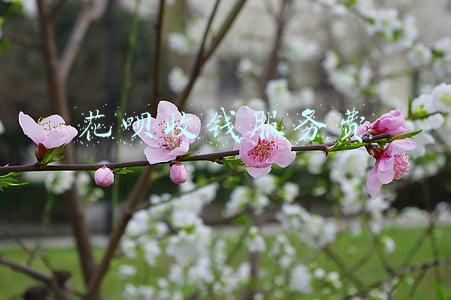 花呗收钱服务费