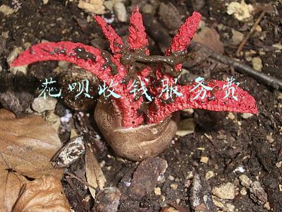 花呗收钱服务费